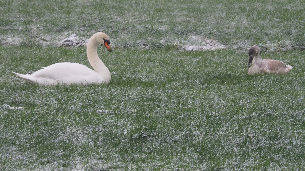 Zwanen - vogelgriep