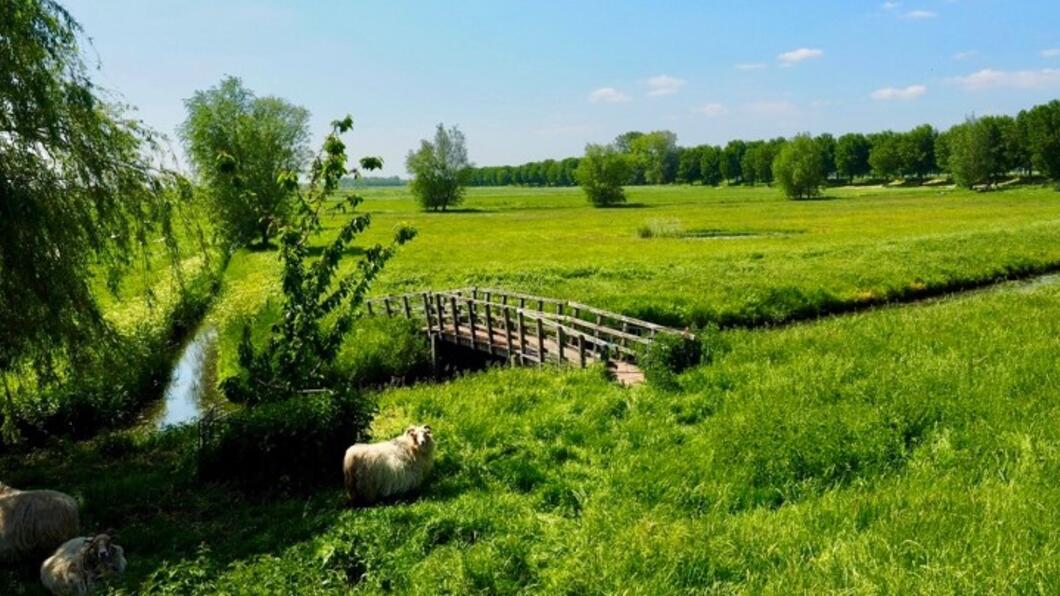 Natuur in de Hoeksche Waard