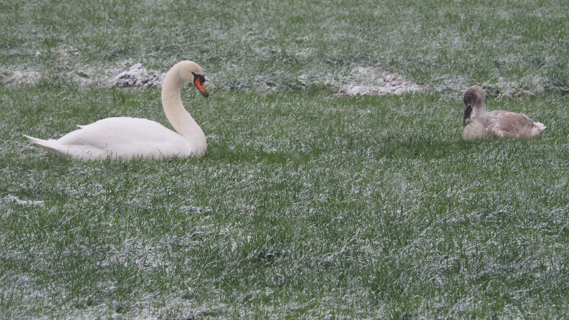 Zwanen - vogelgriep