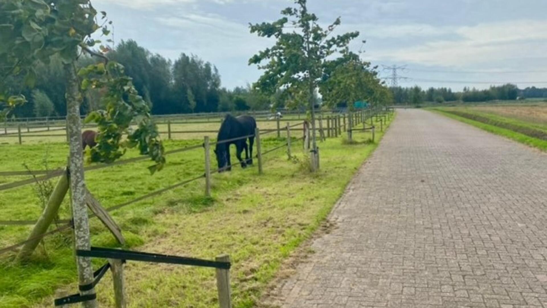 Foto van illegale bomen