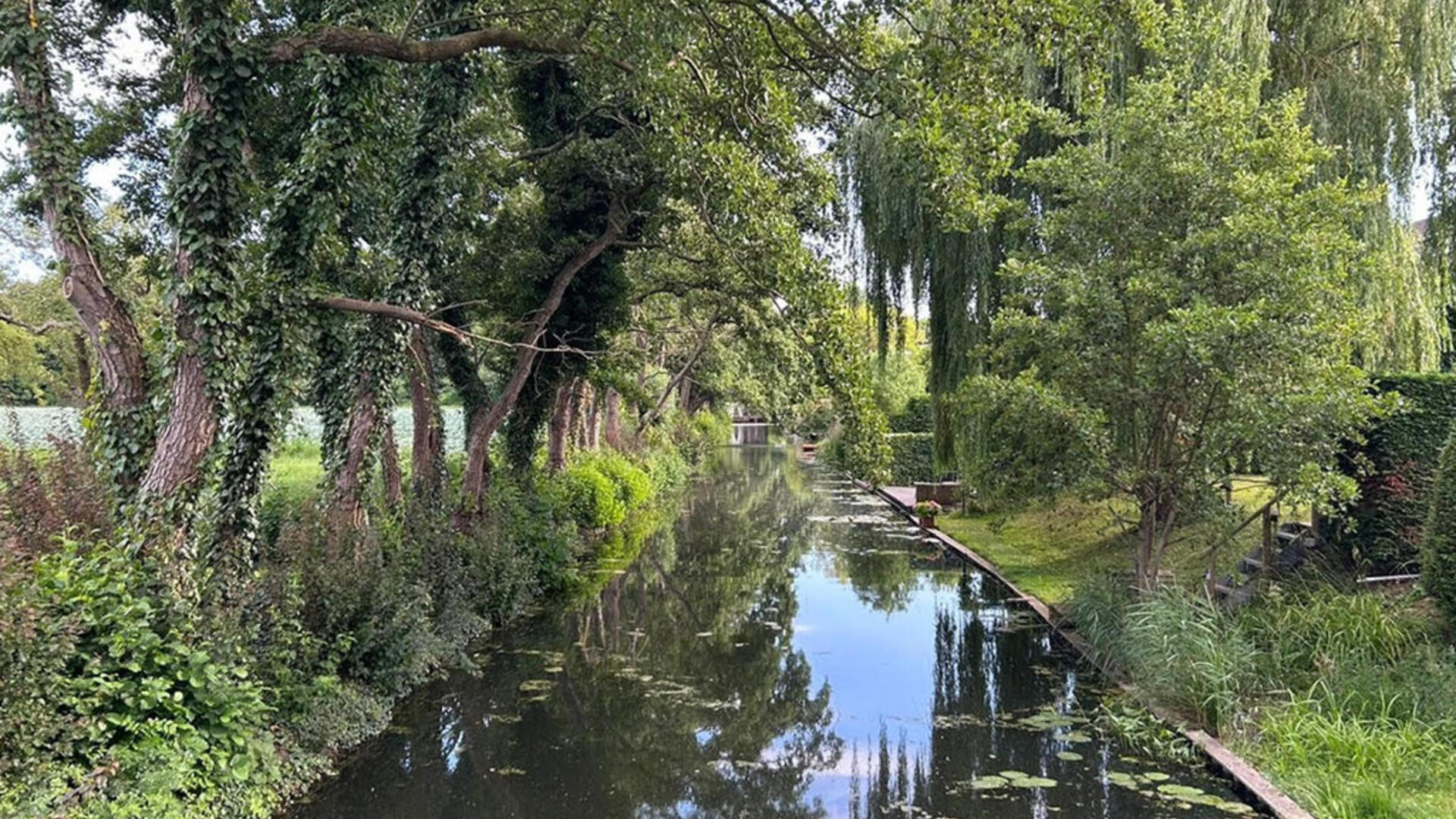 Bomenrij in Mijnsheerenland gered